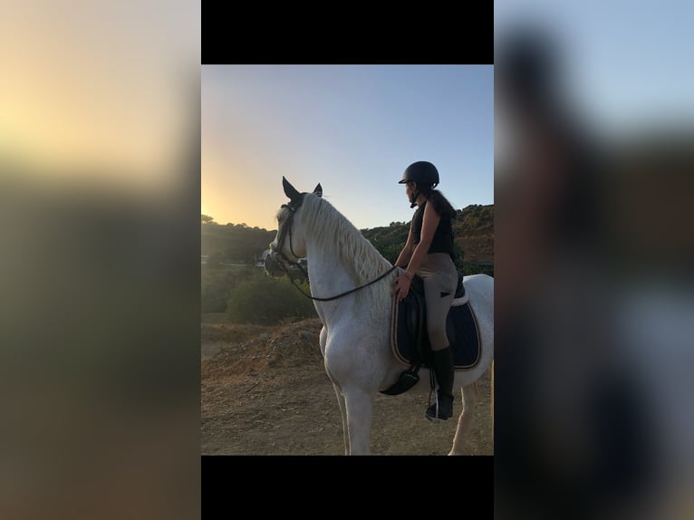 Andalou Hongre 17 Ans 171 cm Gris in Marbella