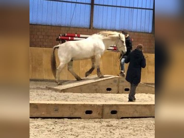 Andalou Croisé Hongre 18 Ans 143 cm in Xanten