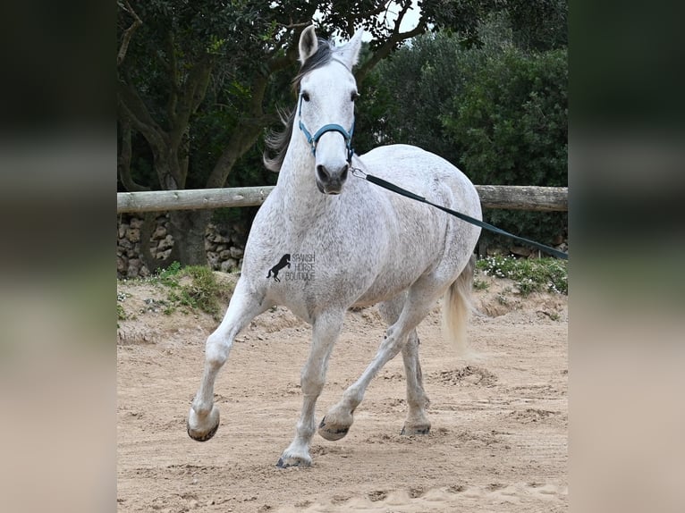 Andalou Croisé Hongre 18 Ans 154 cm Gris in Menorca