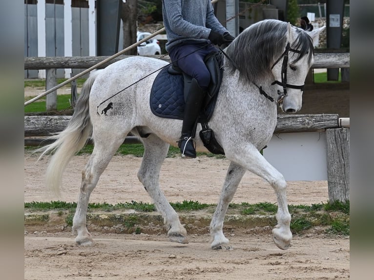 Andalou Croisé Hongre 18 Ans 154 cm Gris in Menorca