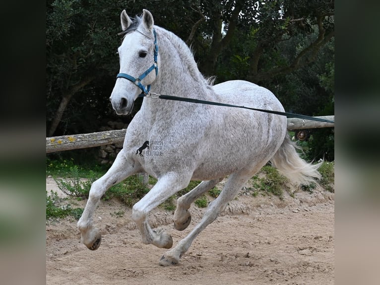 Andalou Croisé Hongre 18 Ans 154 cm Gris in Menorca