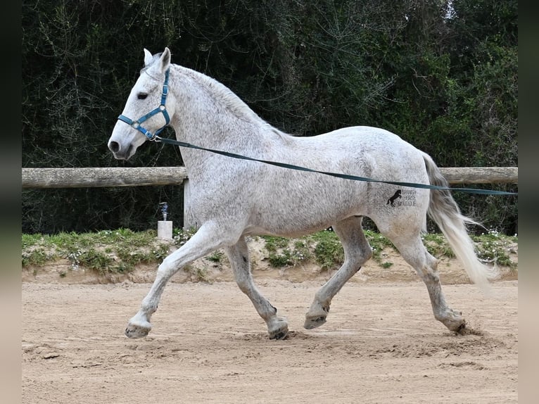 Andalou Croisé Hongre 18 Ans 154 cm Gris in Menorca