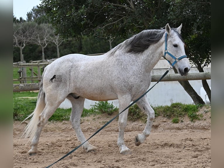 Andalou Croisé Hongre 18 Ans 154 cm Gris in Menorca