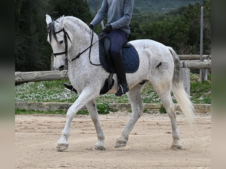 Andalou Croisé Hongre 18 Ans 154 cm Gris in Menorca