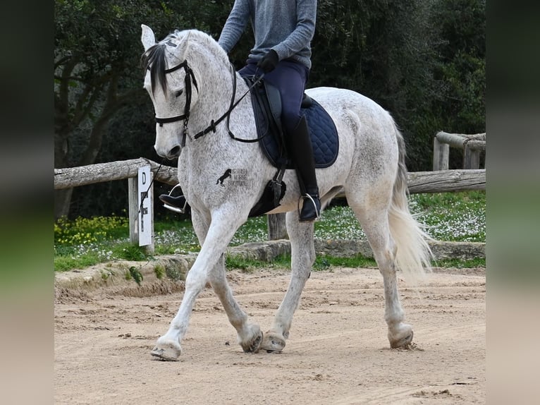 Andalou Croisé Hongre 18 Ans 154 cm Gris in Menorca