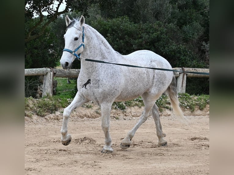 Andalou Croisé Hongre 18 Ans 154 cm Gris in Menorca