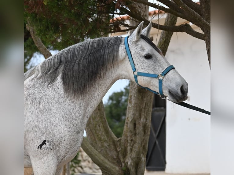 Andalou Croisé Hongre 18 Ans 154 cm Gris in Menorca