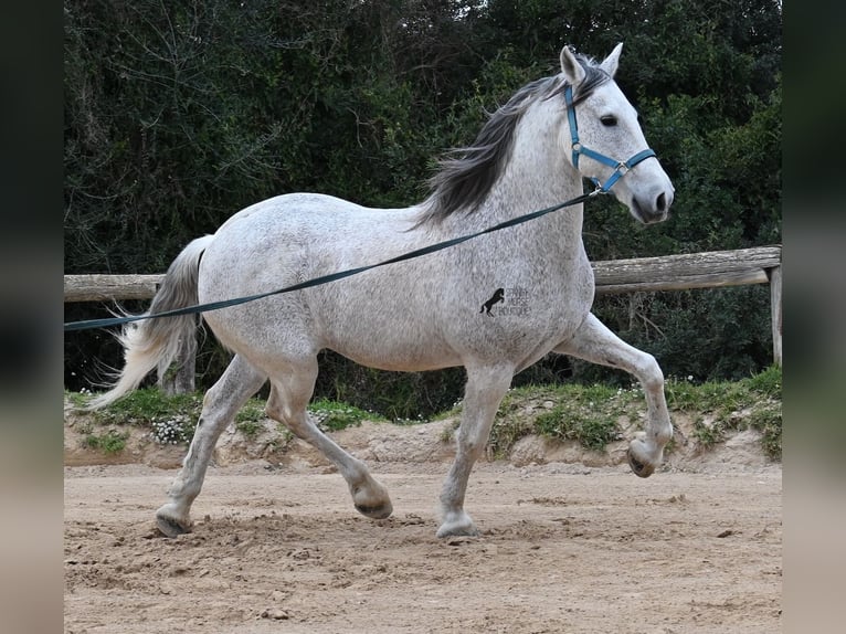 Andalou Croisé Hongre 18 Ans 154 cm Gris in Menorca