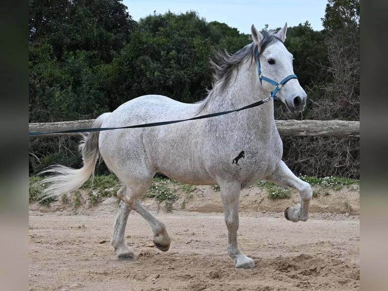 Andalou Croisé Hongre 18 Ans 154 cm Gris in Menorca