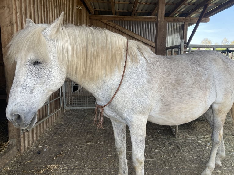 Andalou Hongre 18 Ans 165 cm Gris pommelé in Frauenkirchen