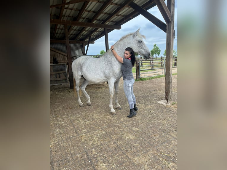 Andalou Hongre 18 Ans 165 cm Gris pommelé in Frauenkirchen