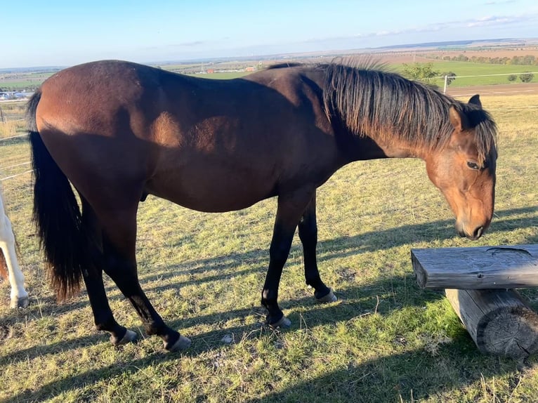 Andalou Hongre 1 Année 160 cm Bai in Ballenstedt