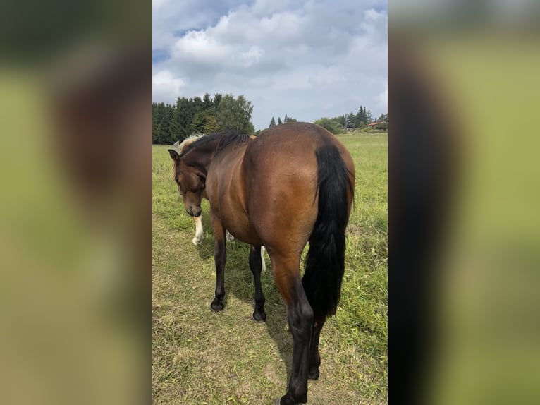 Andalou Hongre 1 Année 160 cm Bai in Ballenstedt
