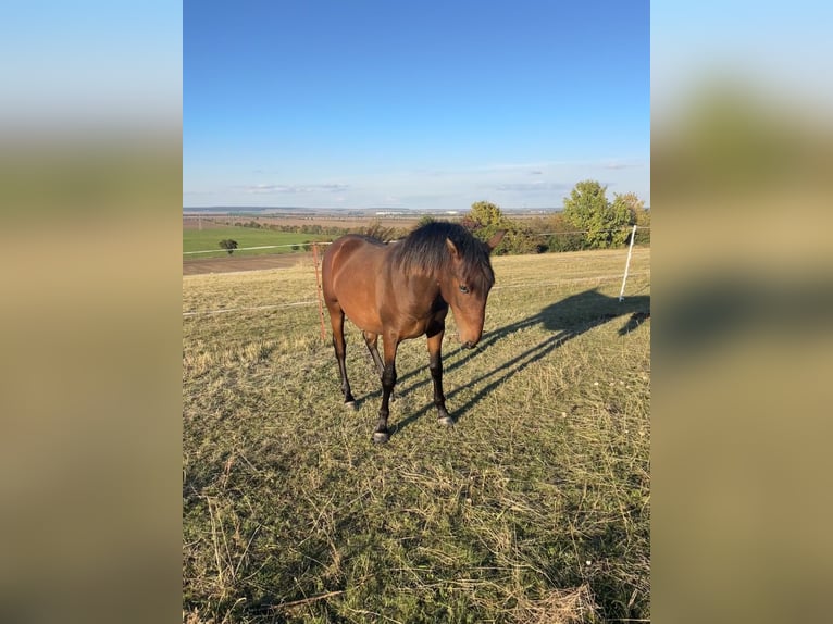 Andalou Hongre 1 Année 160 cm Bai in Ballenstedt