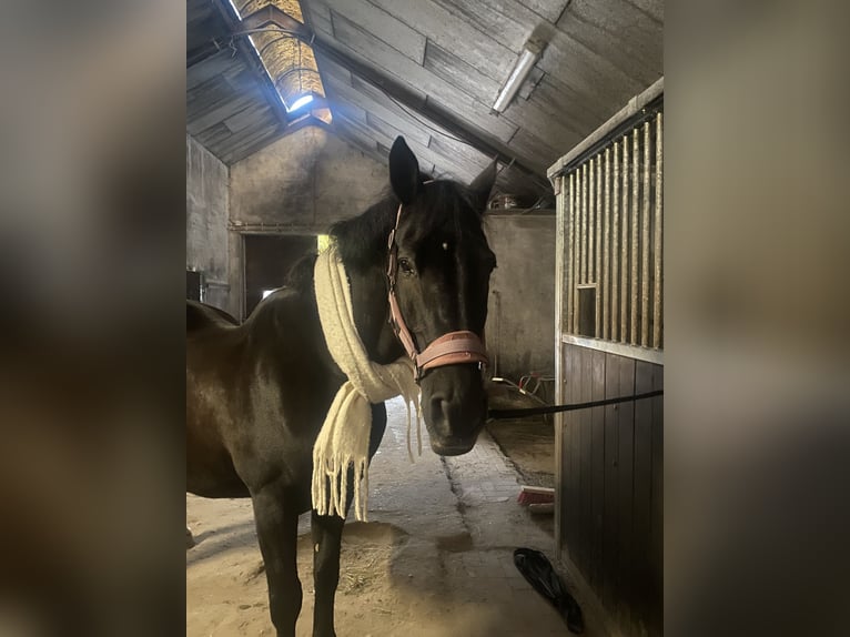 Andalou Croisé Hongre 20 Ans 158 cm Noir in Renkum