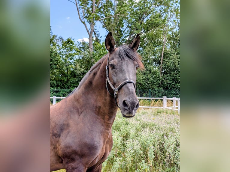 Andalou Hongre 21 Ans 160 cm Noir in Ebreichsdorf