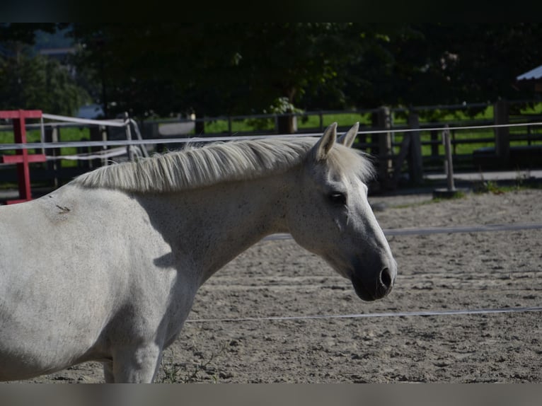 Andalou Croisé Hongre 29 Ans 140 cm Gris in Reutte