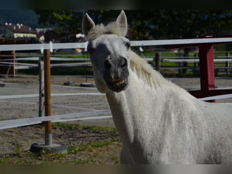 Andalou Croisé Hongre 29 Ans 140 cm Gris in Reutte