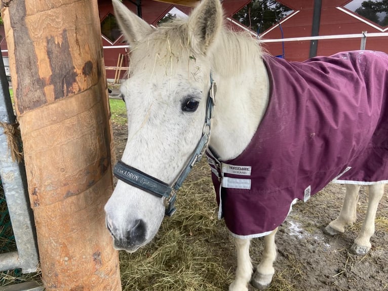 Andalou Croisé Hongre 29 Ans 140 cm Gris in Reutte