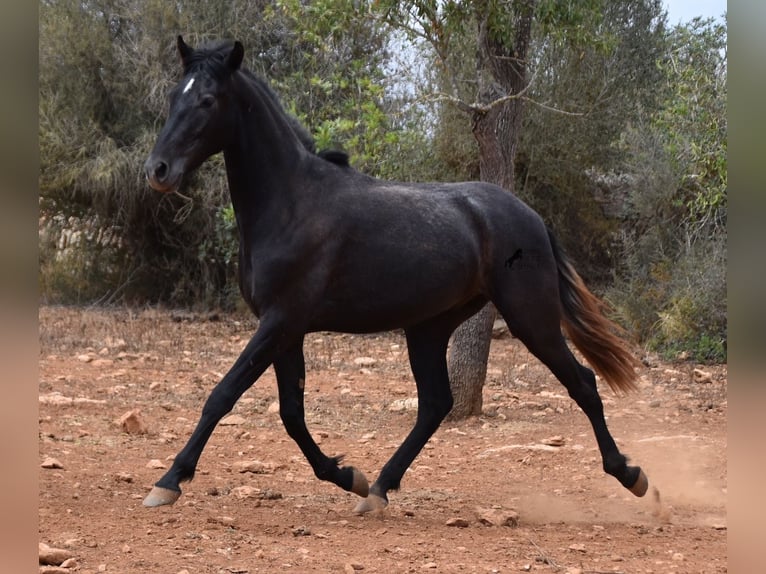 Andalou Hongre 2 Ans 155 cm Gris in Mallorca