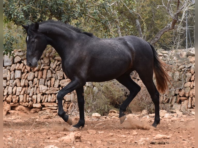 Andalou Hongre 2 Ans 155 cm Gris in Mallorca