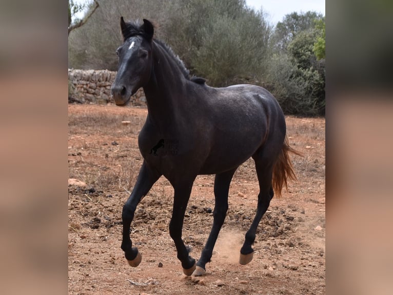 Andalou Hongre 2 Ans 155 cm Gris in Mallorca