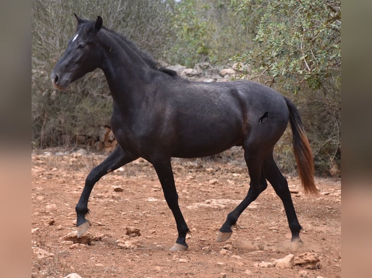 Andalou Hongre 2 Ans 155 cm Gris in Mallorca