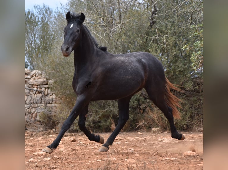 Andalou Hongre 2 Ans 155 cm Gris in Mallorca