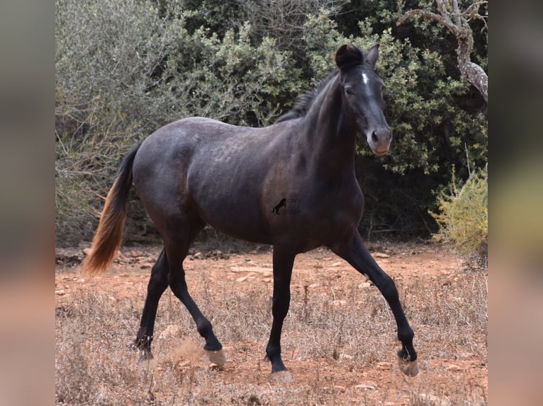 Andalou Hongre 2 Ans 155 cm Gris in Mallorca