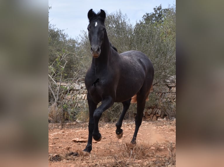 Andalou Hongre 2 Ans 155 cm Gris in Mallorca