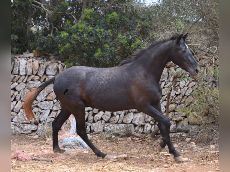 Andalou Hongre 2 Ans 155 cm Gris in Mallorca