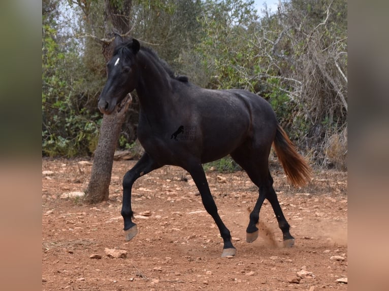 Andalou Hongre 2 Ans 155 cm Gris in Mallorca