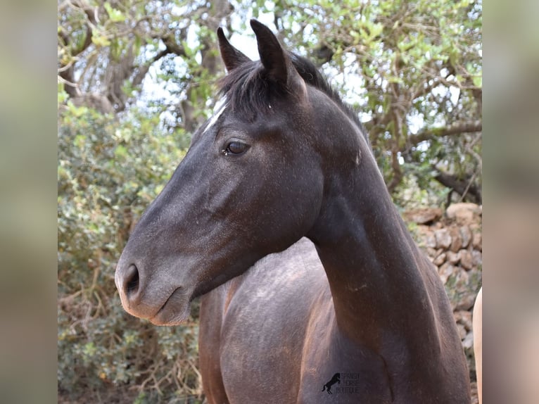 Andalou Hongre 2 Ans 155 cm Gris in Mallorca