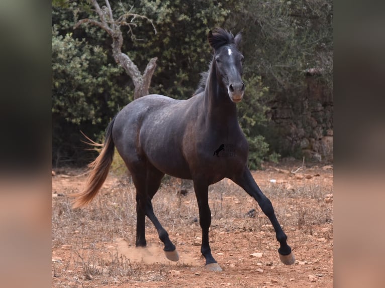 Andalou Hongre 2 Ans 155 cm Gris in Mallorca