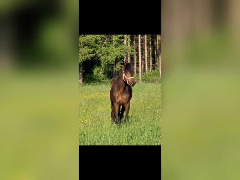 Andalou Croisé Hongre 2 Ans 156 cm Bai in N&#xFC;rburg