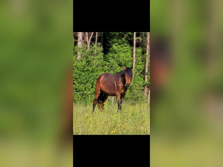 Andalou Croisé Hongre 2 Ans 156 cm Bai in N&#xFC;rburg