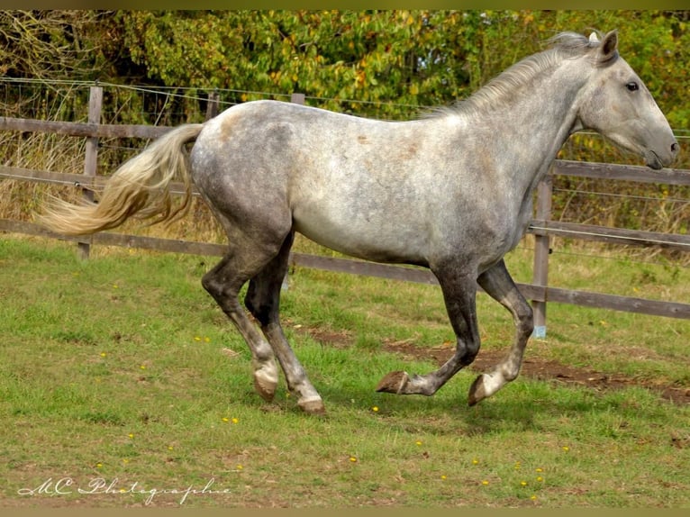 Andalou Hongre 2 Ans 156 cm Gris in Polenz