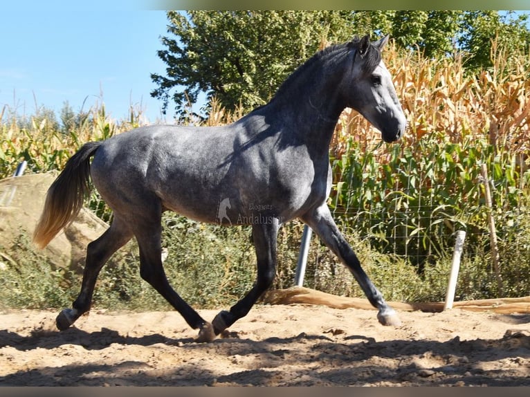 Andalou Hongre 2 Ans 157 cm Gris in Provinz Granada