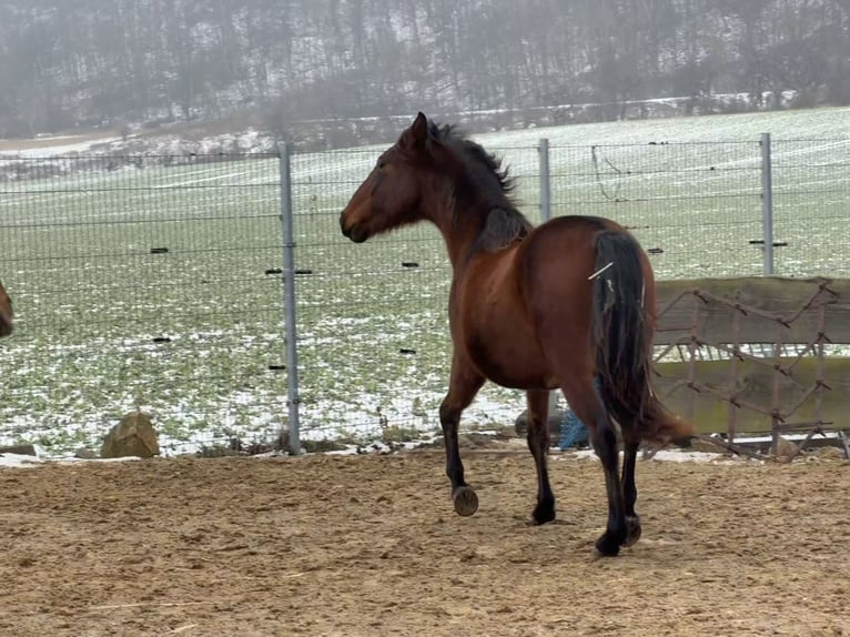 Andalou Hongre 2 Ans 160 cm Bai in Ballenstedt