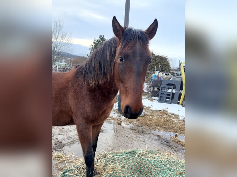 Andalou Hongre 2 Ans 160 cm Bai in Ballenstedt
