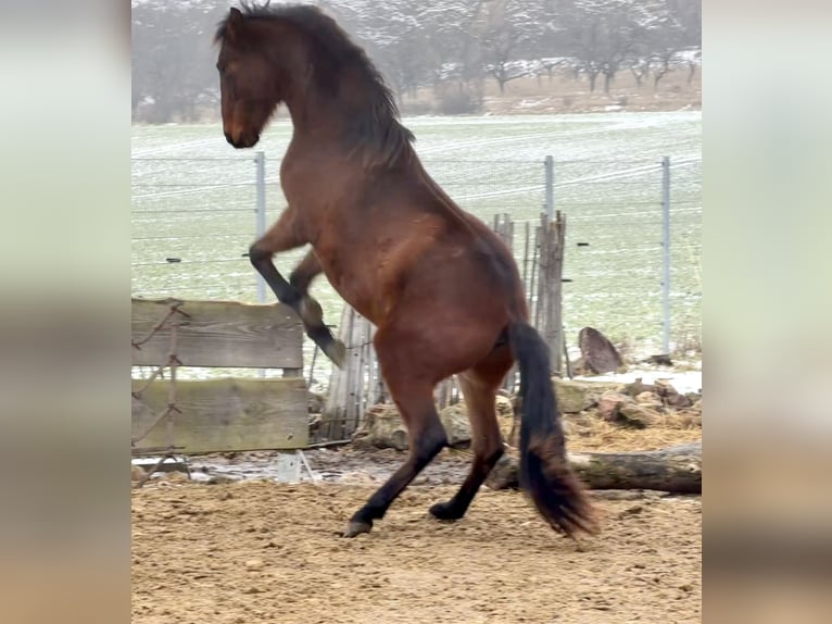 Andalou Hongre 2 Ans 160 cm Bai in Ballenstedt