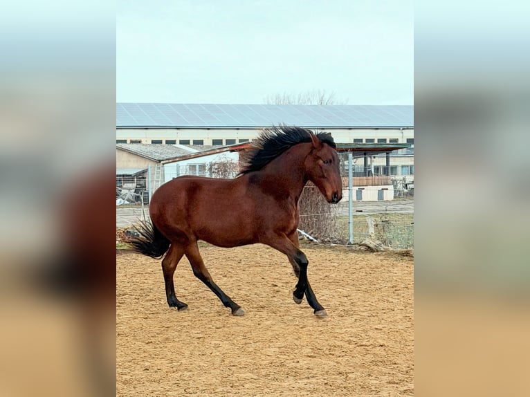 Andalou Hongre 2 Ans 160 cm Bai in Ballenstedt