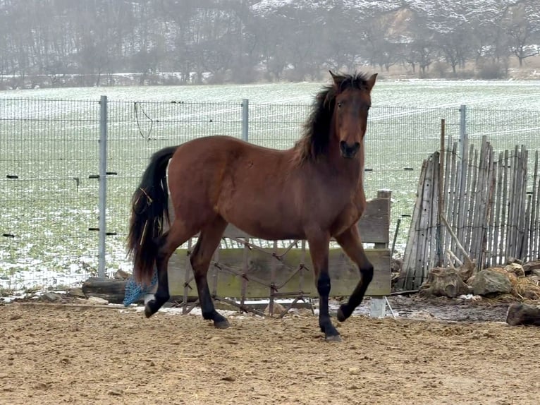 Andalou Hongre 2 Ans 160 cm Bai in Ballenstedt