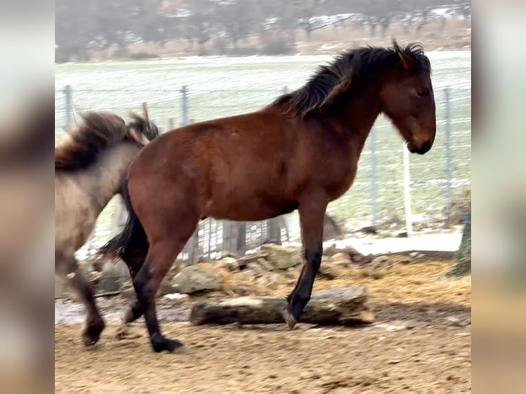 Andalou Hongre 2 Ans 160 cm Bai in Ballenstedt