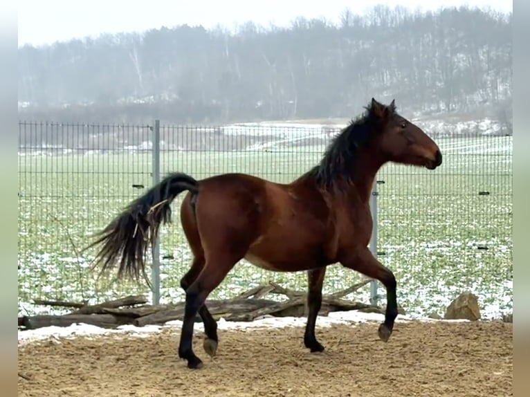 Andalou Hongre 2 Ans 160 cm Bai in Ballenstedt