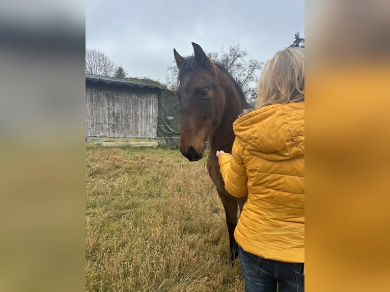 Andalou Hongre 2 Ans 160 cm Bai in Ballenstedt