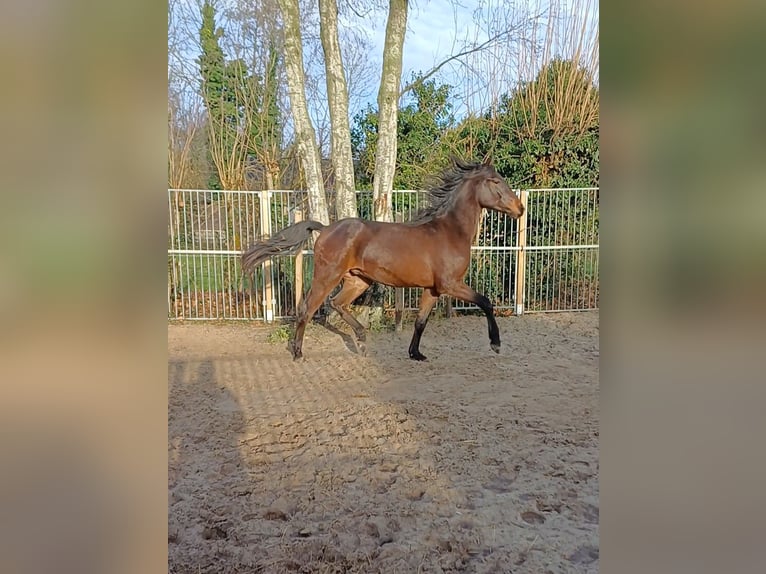 Andalou Croisé Hongre 2 Ans 160 cm Bai in Emmer-Compascuum