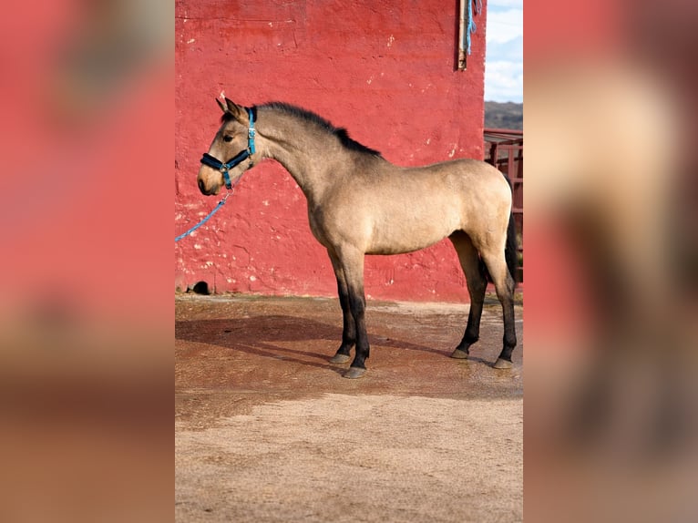 Andalou Hongre 2 Ans 160 cm Isabelle in El Tiemblo