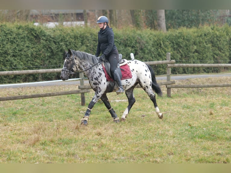 Andalou Hongre 3 Ans 144 cm Léopard in Neustadt (Wied)