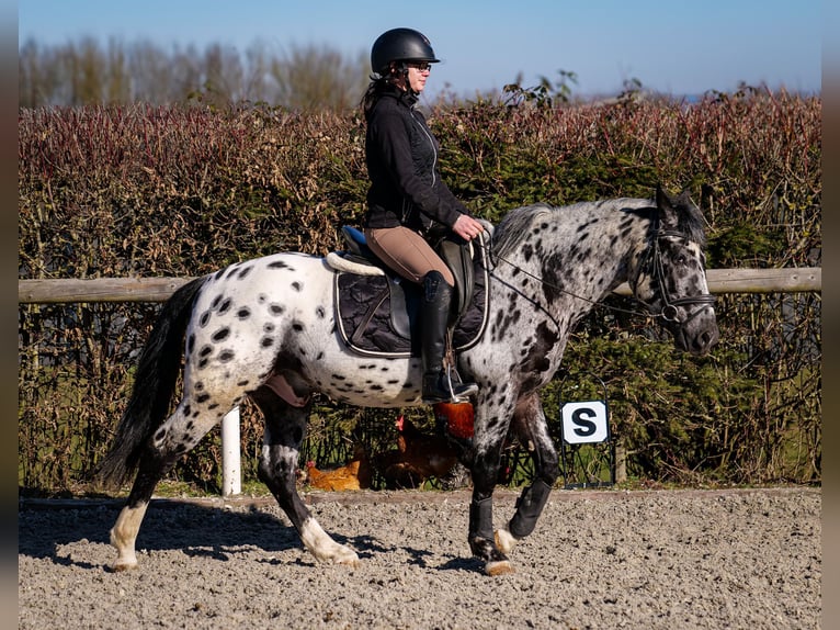 Andalou Hongre 3 Ans 144 cm Léopard in Neustadt (Wied)